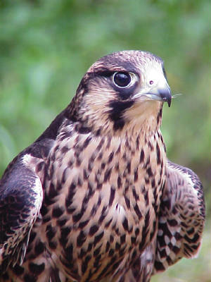 peregrinefalcon.jpg